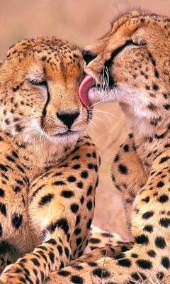 South African Cheetahs wallpaper 240x400