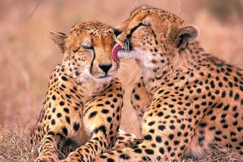 Обои South African Cheetahs 480x320