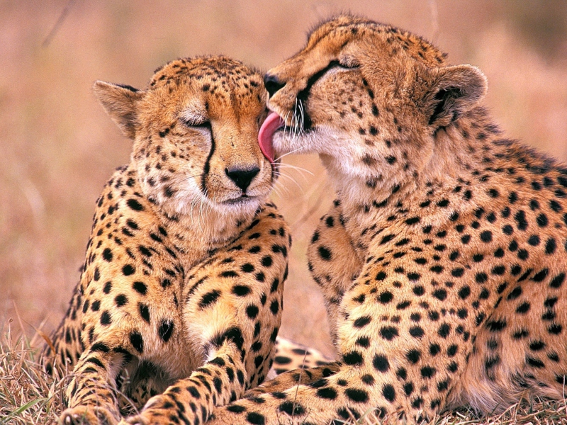 Screenshot №1 pro téma South African Cheetahs 800x600
