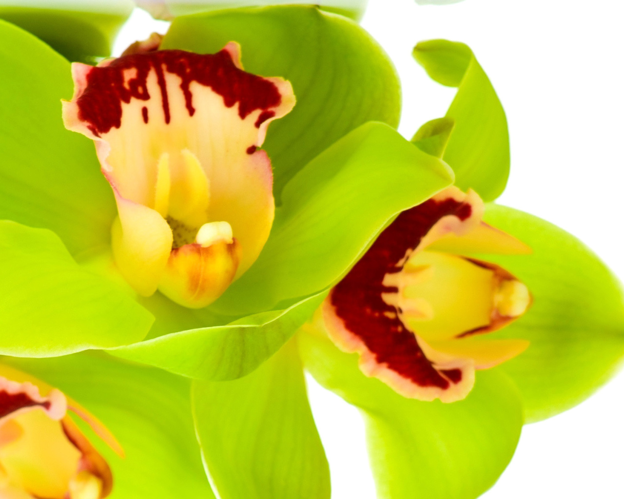 Screenshot №1 pro téma Cymbidium or Boat Orchid 1280x1024