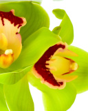 Screenshot №1 pro téma Cymbidium or Boat Orchid 128x160