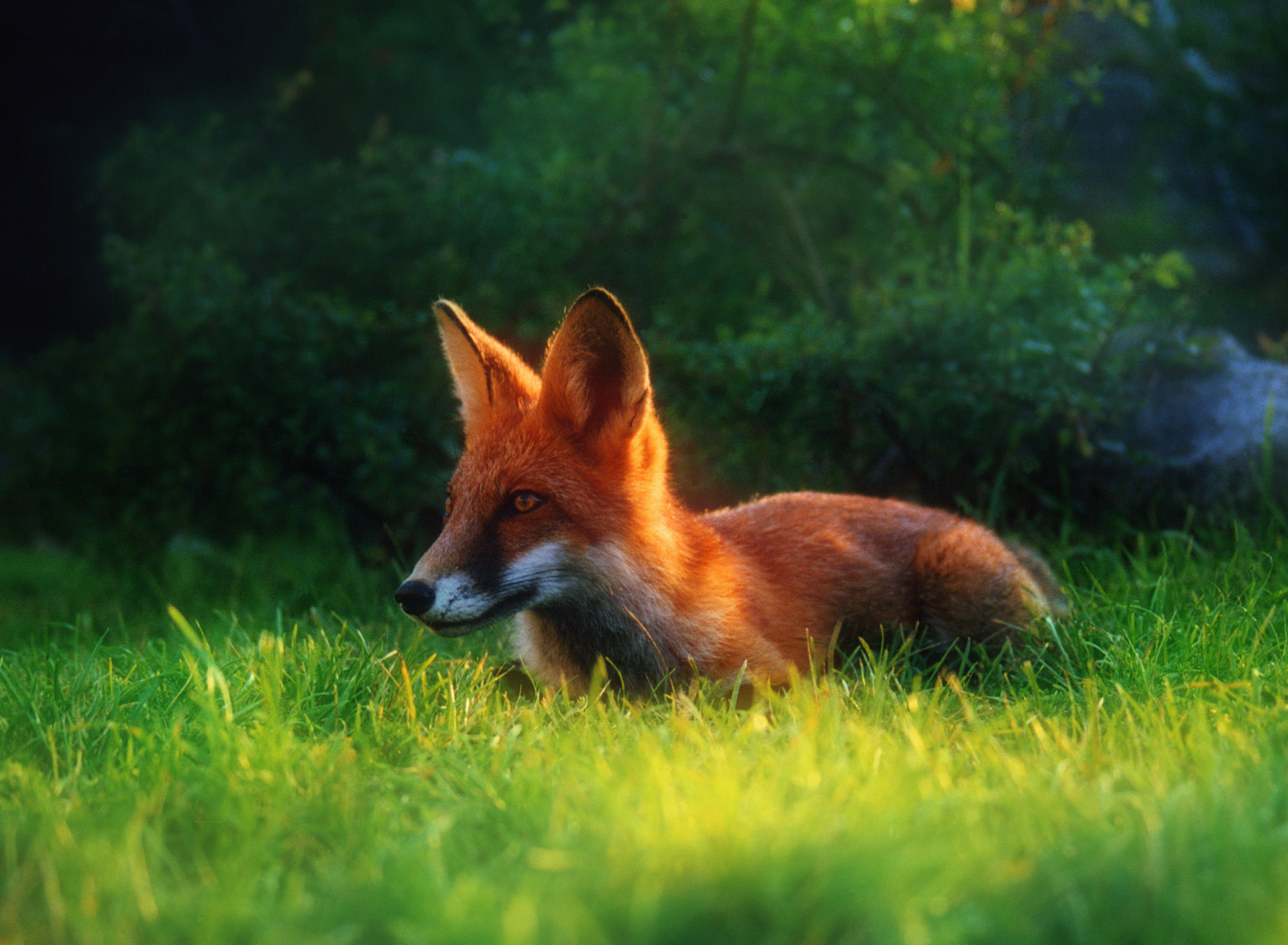 Обои Bright Red Fox In Green Grass 1920x1408