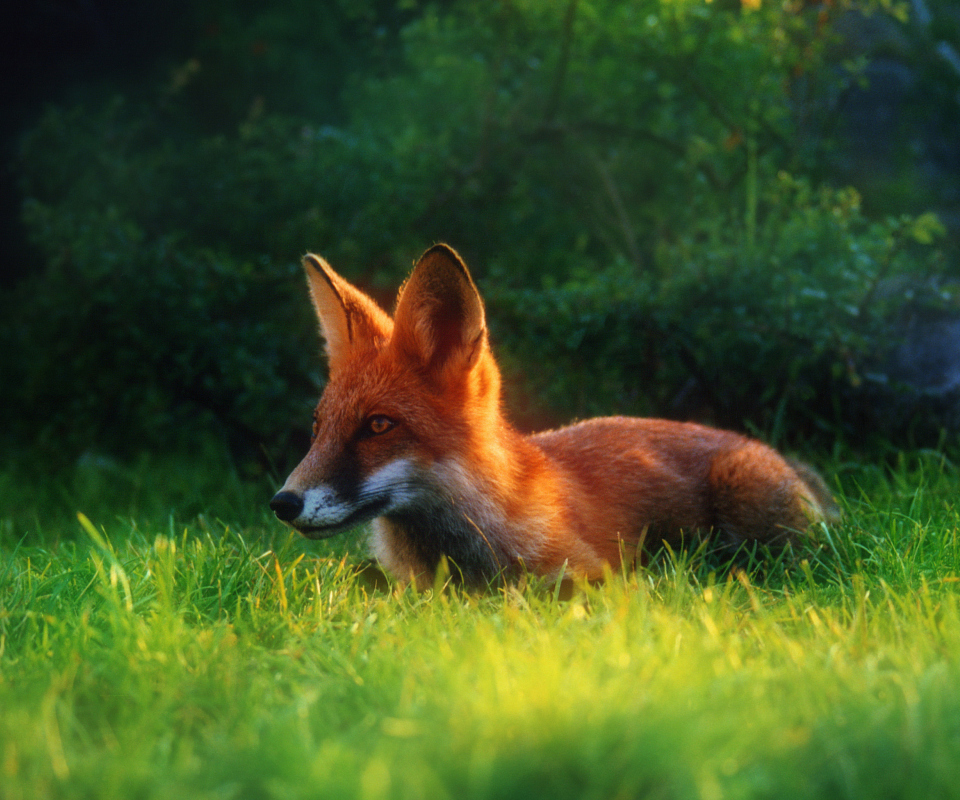Обои Bright Red Fox In Green Grass 960x800