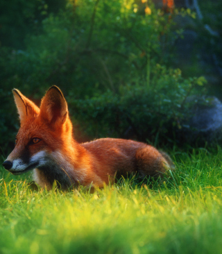 Bright Red Fox In Green Grass - Obrázkek zdarma pro 132x176