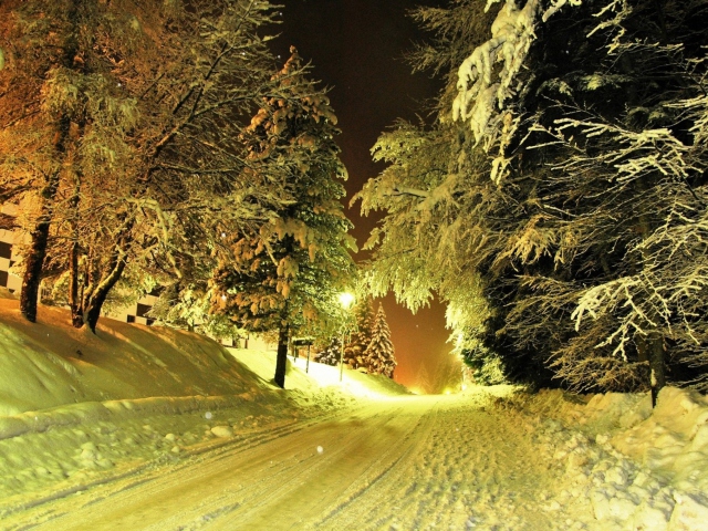 Das Cold Winter Night Forest Wallpaper 640x480