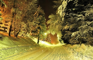 Free Cold Winter Night Forest Picture for Android, iPhone and iPad