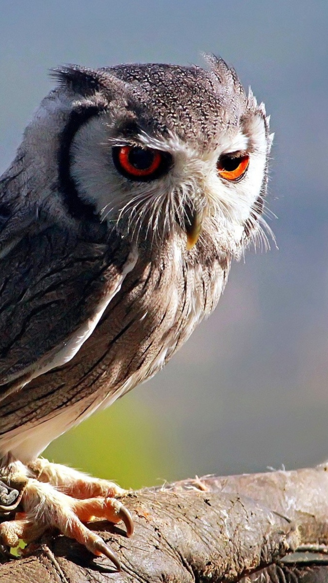 Sfondi Old Owl 640x1136