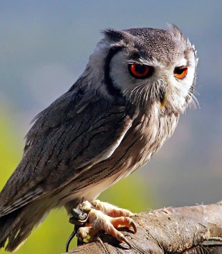 Old Owl sfondi gratuiti per iPhone 6