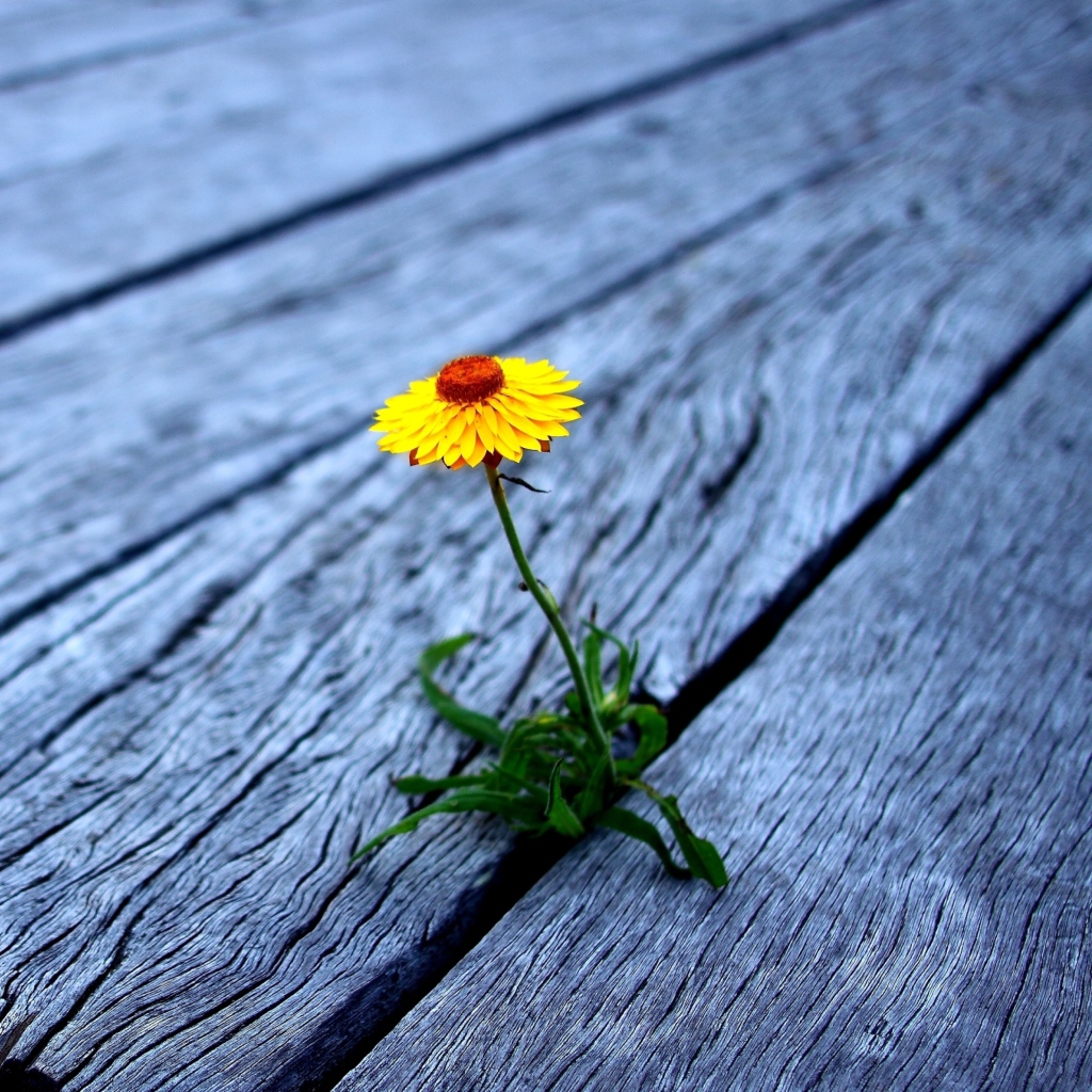 Обои Little Yellow Flower On Wooden Planks 1024x1024