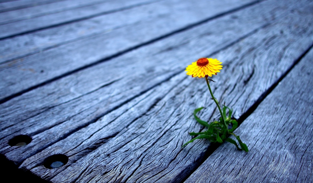 Sfondi Little Yellow Flower On Wooden Planks 1024x600