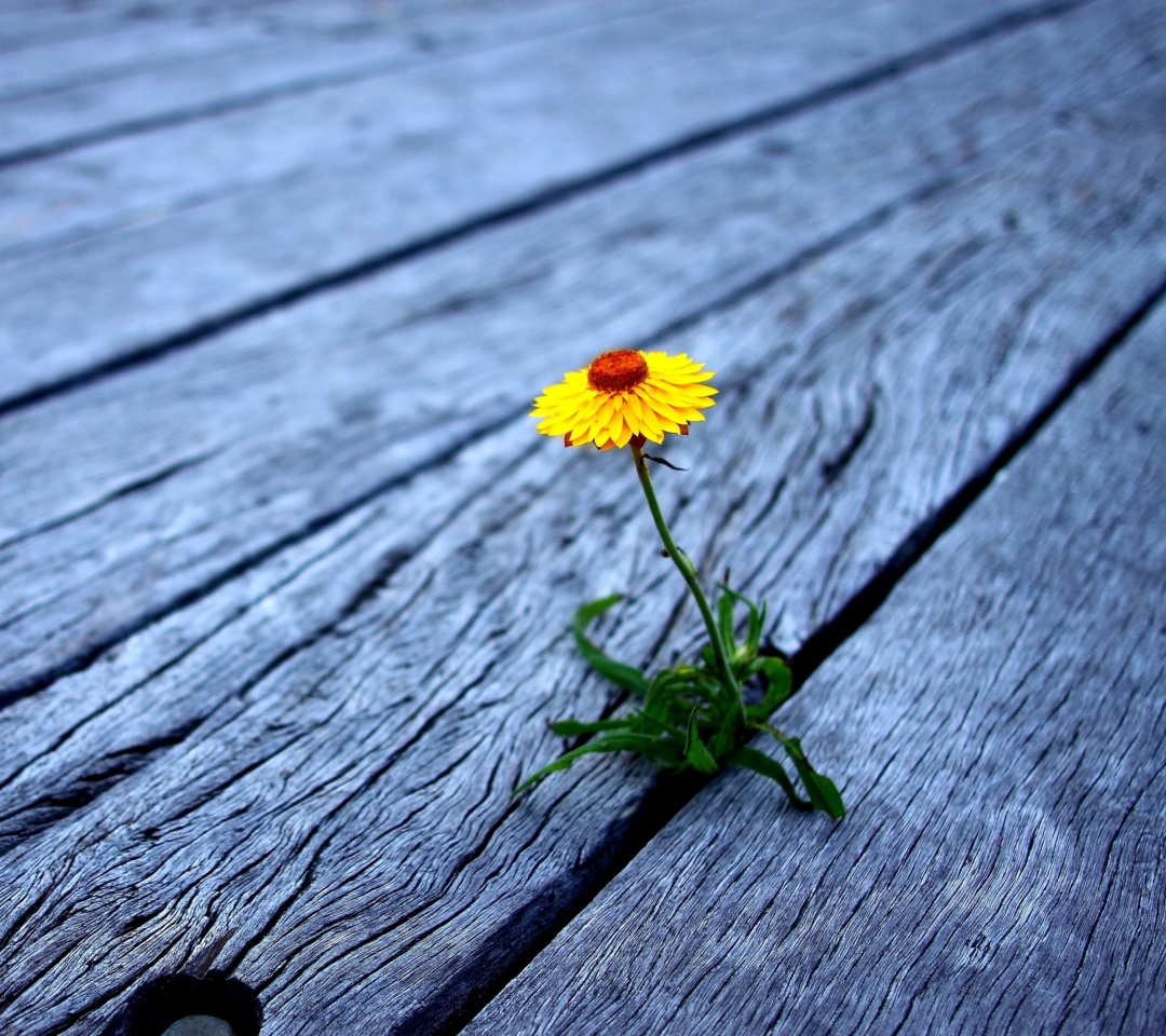 Sfondi Little Yellow Flower On Wooden Planks 1080x960