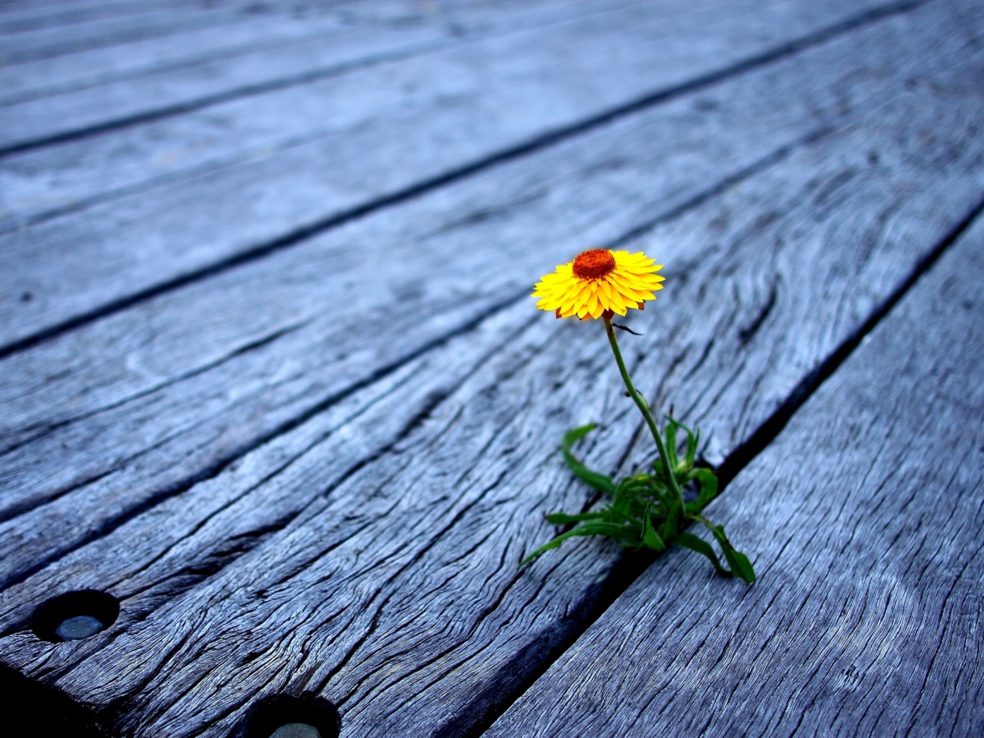 Обои Little Yellow Flower On Wooden Planks 1400x1050
