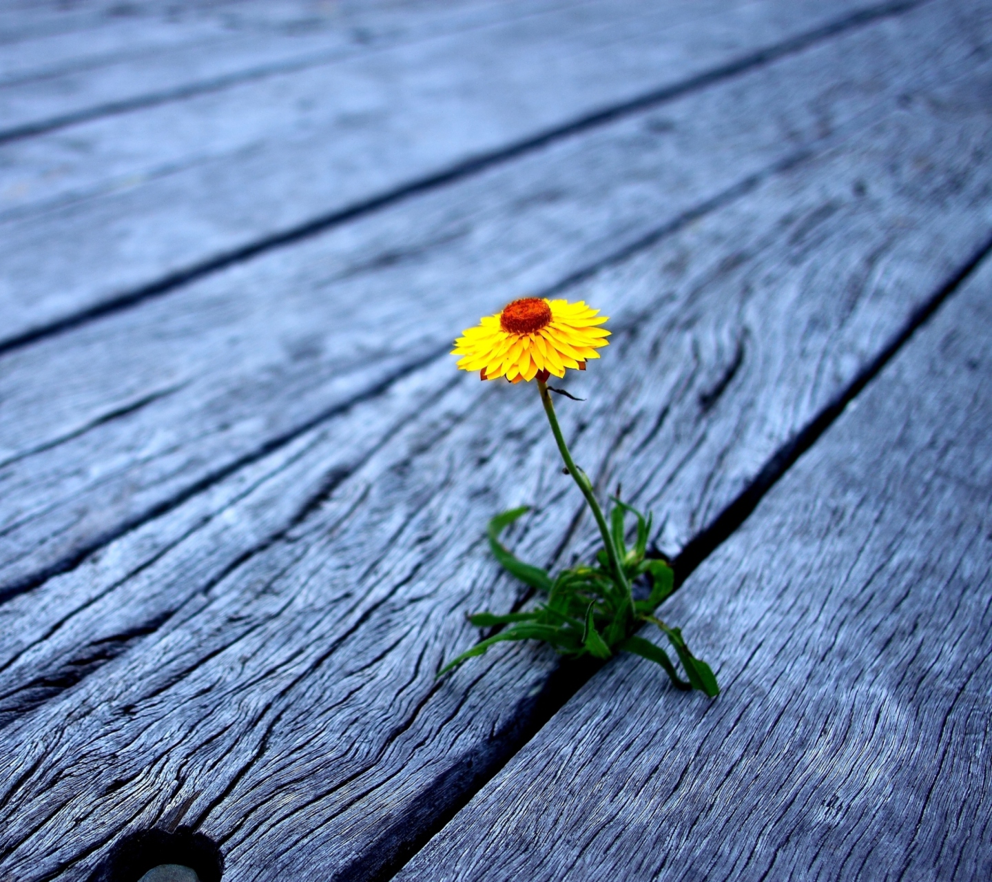 Little Yellow Flower On Wooden Planks wallpaper 1440x1280