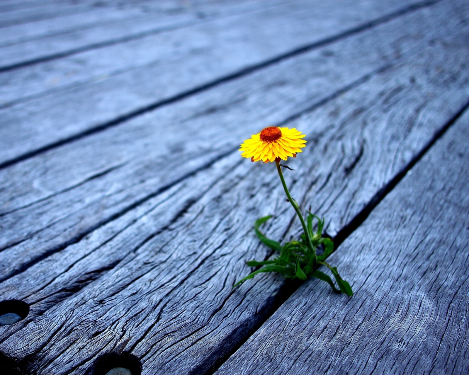 Fondo de pantalla Little Yellow Flower On Wooden Planks 1600x1280
