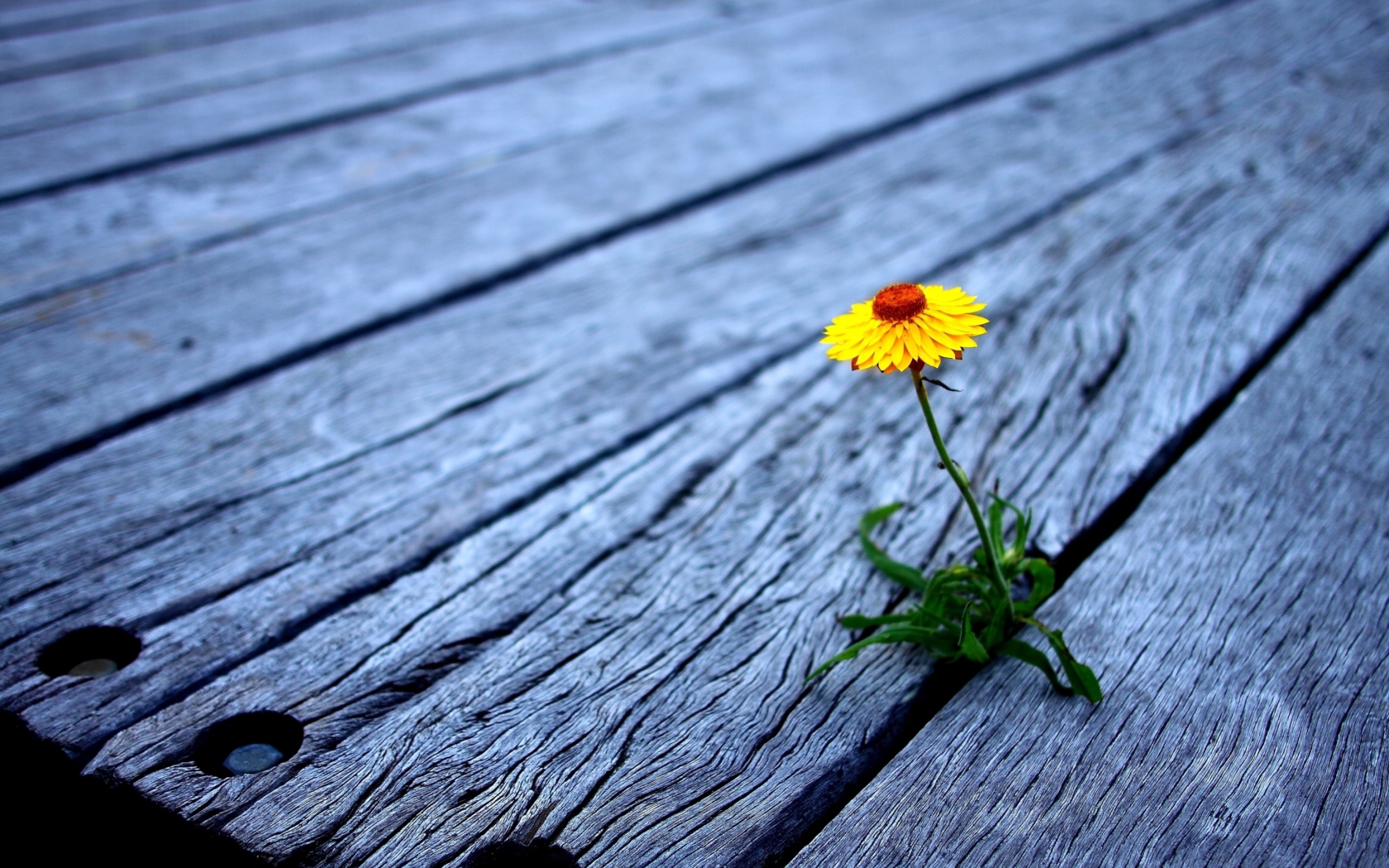 Screenshot №1 pro téma Little Yellow Flower On Wooden Planks 1680x1050