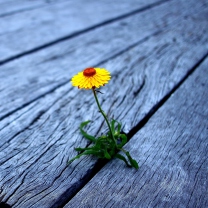 Sfondi Little Yellow Flower On Wooden Planks 208x208