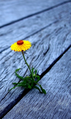 Sfondi Little Yellow Flower On Wooden Planks 240x400