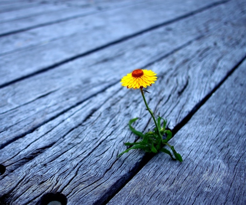 Обои Little Yellow Flower On Wooden Planks 480x400