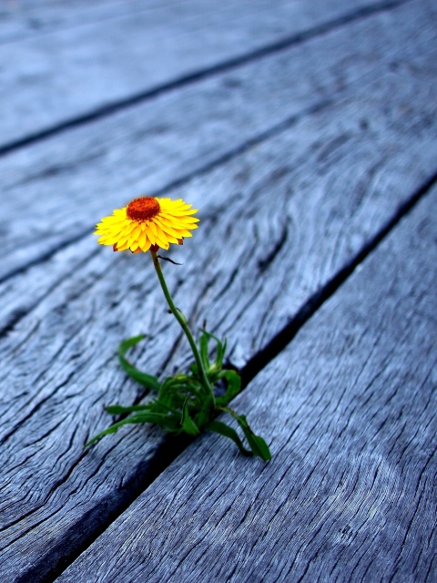 Sfondi Little Yellow Flower On Wooden Planks 480x640
