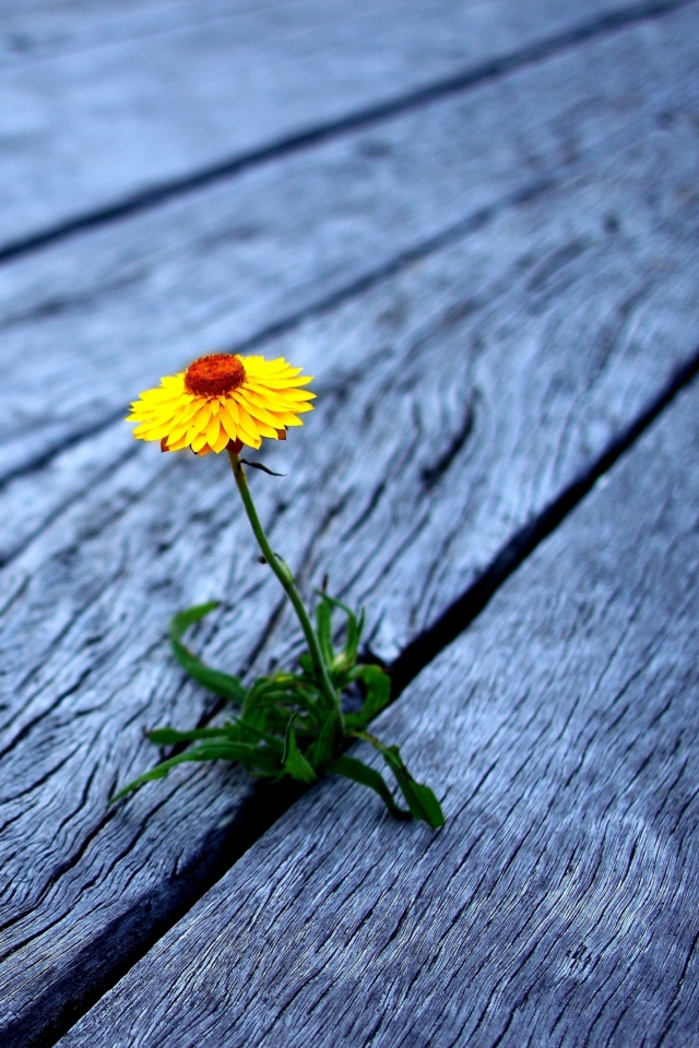 Обои Little Yellow Flower On Wooden Planks 640x960