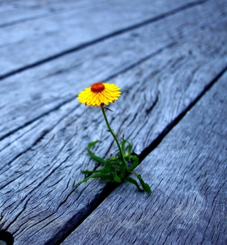 Little Yellow Flower On Wooden Planks - Obrázkek zdarma pro 208x208