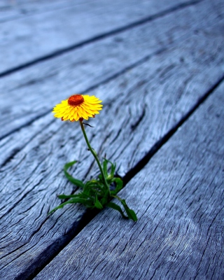 Little Yellow Flower On Wooden Planks - Obrázkek zdarma pro 240x320