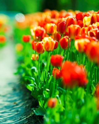 Red Tulip Field - Obrázkek zdarma pro iPhone 4S