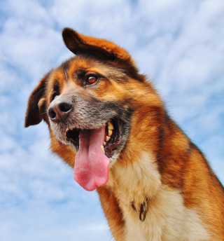 Happy Dog And Blue Sky - Obrázkek zdarma pro Samsung E1150