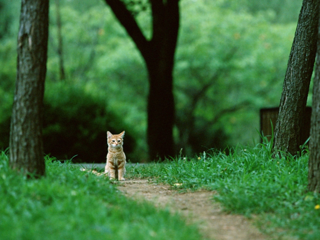 Обои Little Cat In Park 1024x768