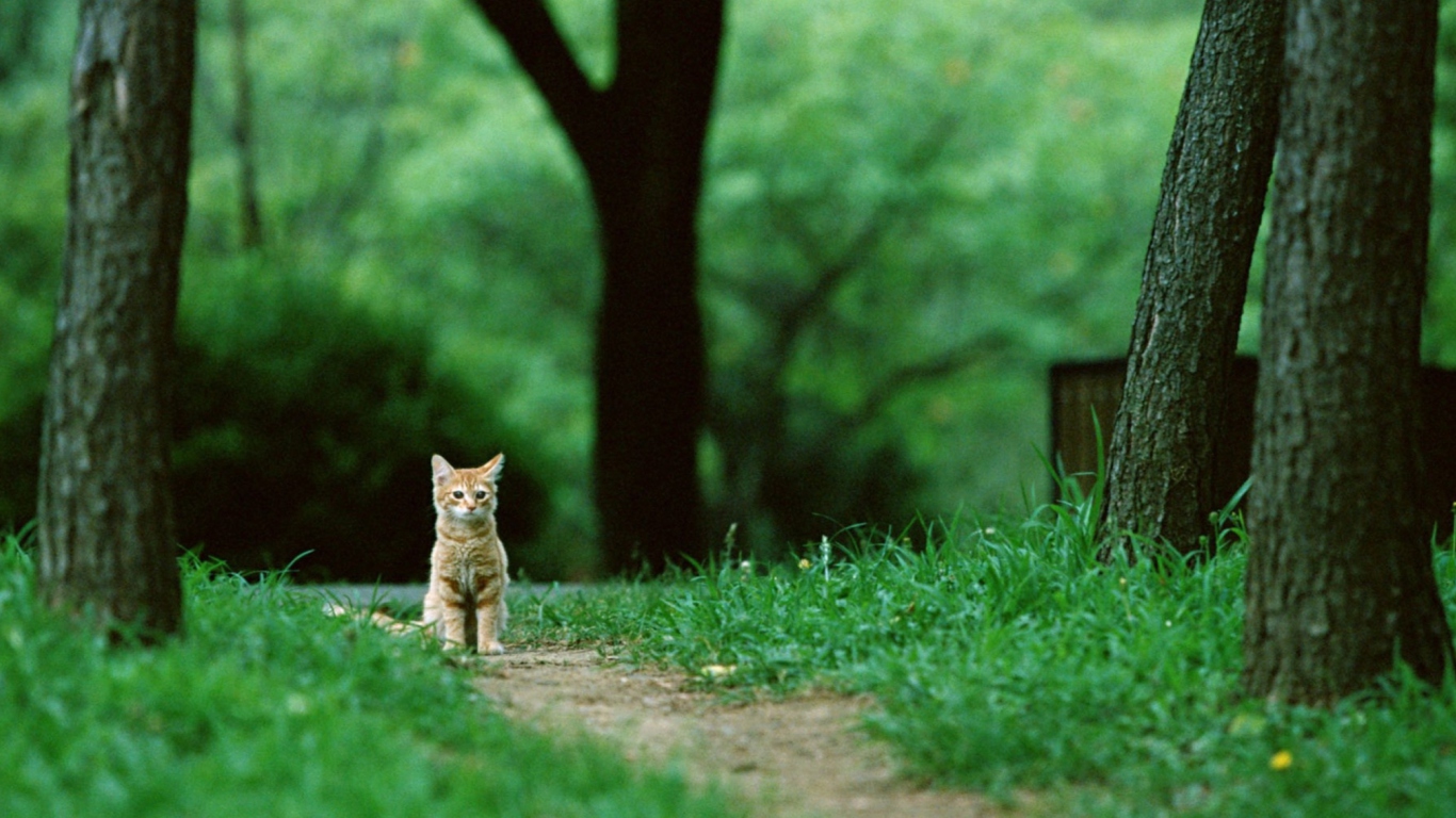 Little Cat In Park screenshot #1 1366x768