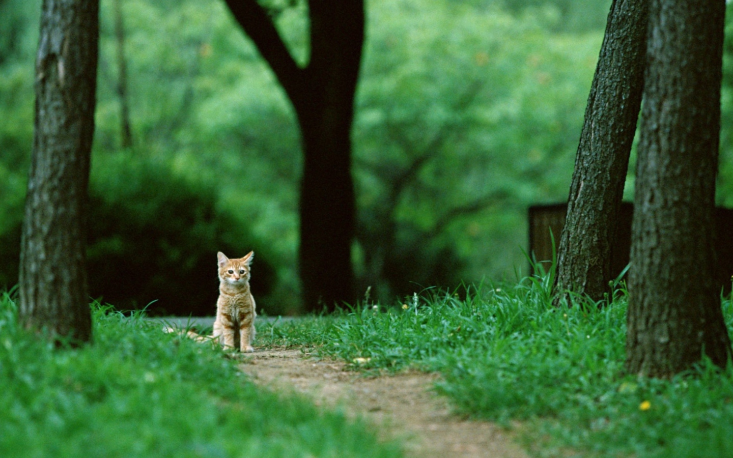 Fondo de pantalla Little Cat In Park 1440x900