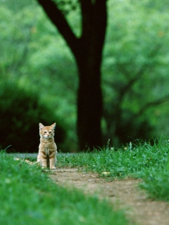 Fondo de pantalla Little Cat In Park 240x320