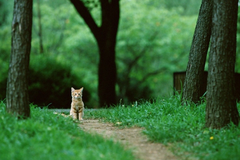 Das Little Cat In Park Wallpaper 480x320