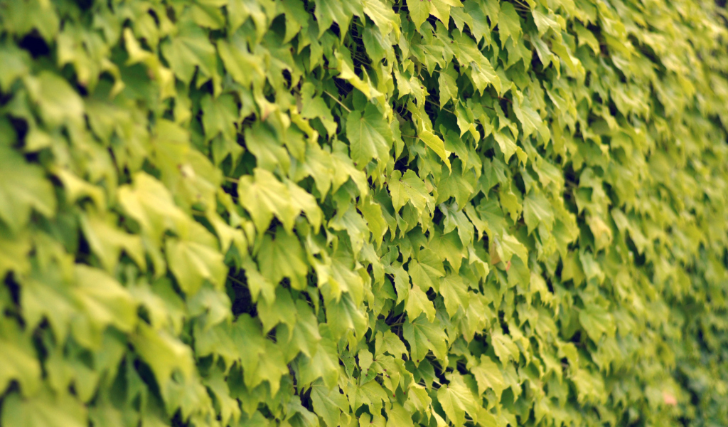 Screenshot №1 pro téma Ivy Wall Summer 1024x600