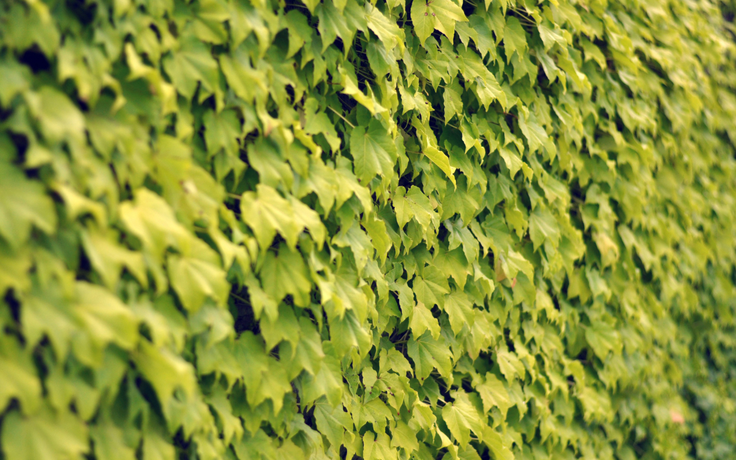 Ivy Wall Summer screenshot #1 1440x900
