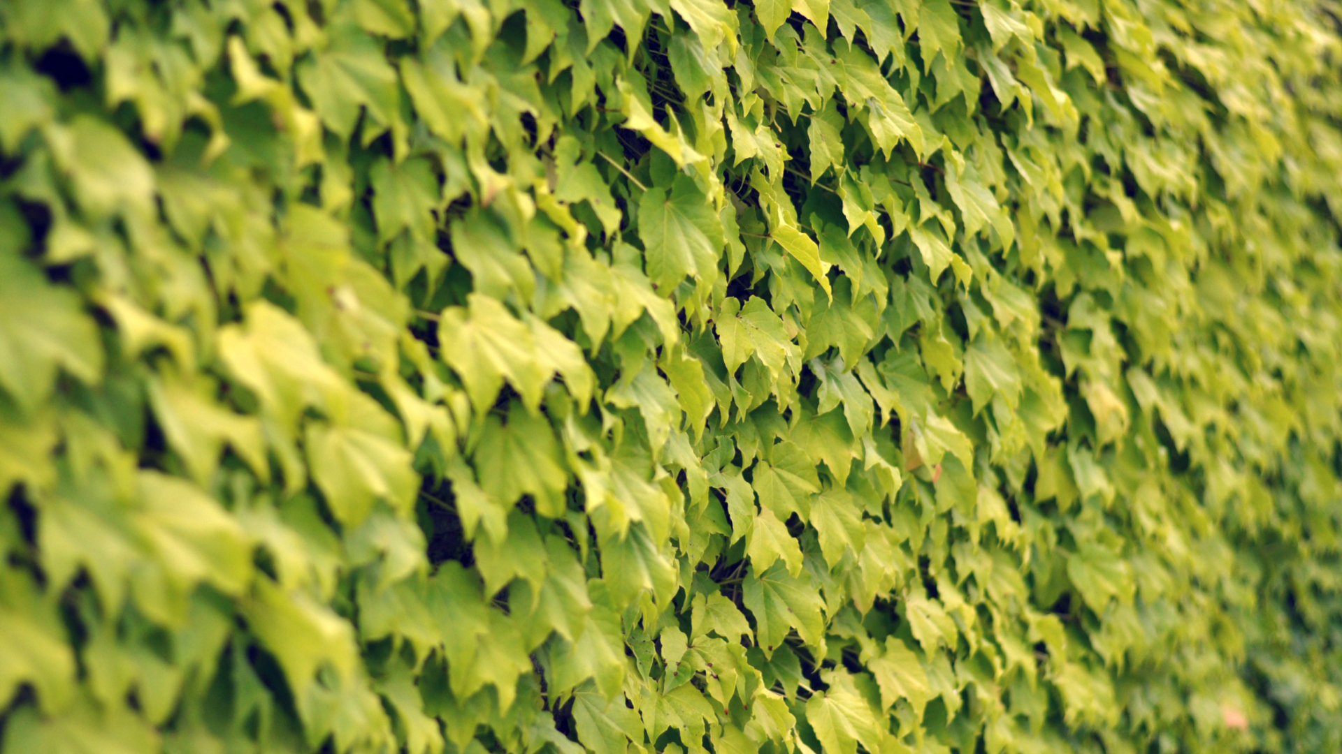 Screenshot №1 pro téma Ivy Wall Summer 1920x1080