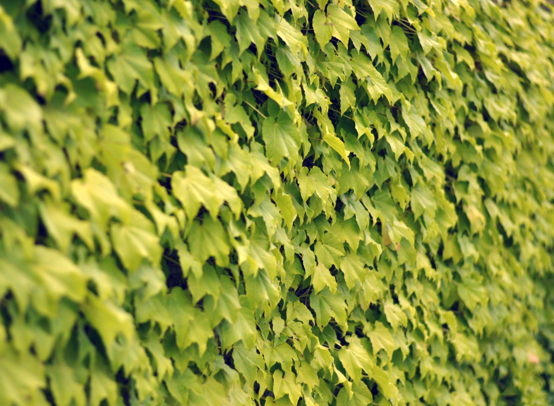 Ivy Wall Summer wallpaper 1920x1408