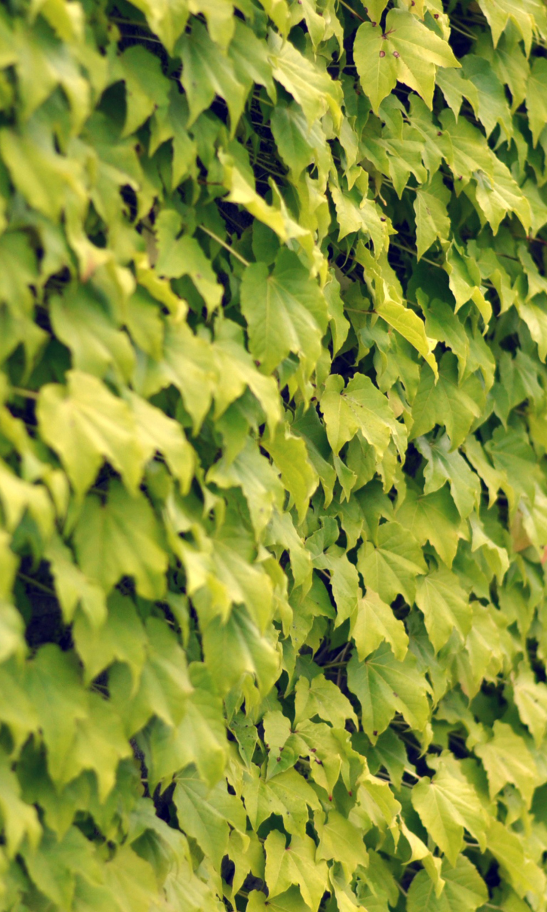 Screenshot №1 pro téma Ivy Wall Summer 768x1280