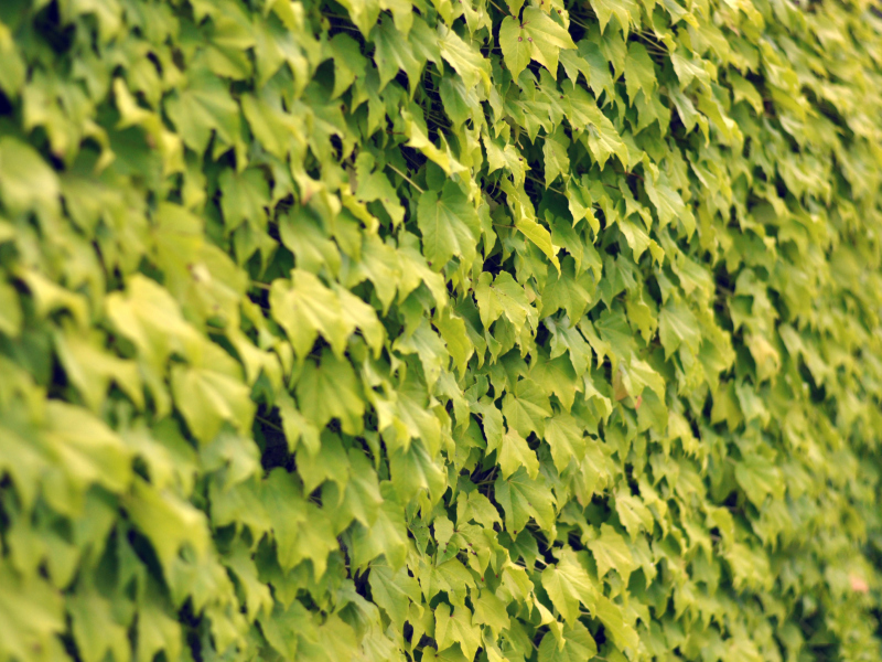 Screenshot №1 pro téma Ivy Wall Summer 800x600