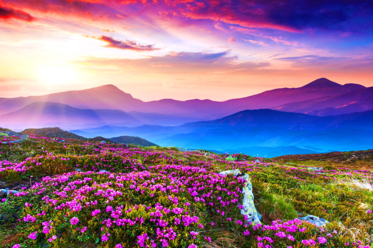 Das Rhododendron Field Wallpaper