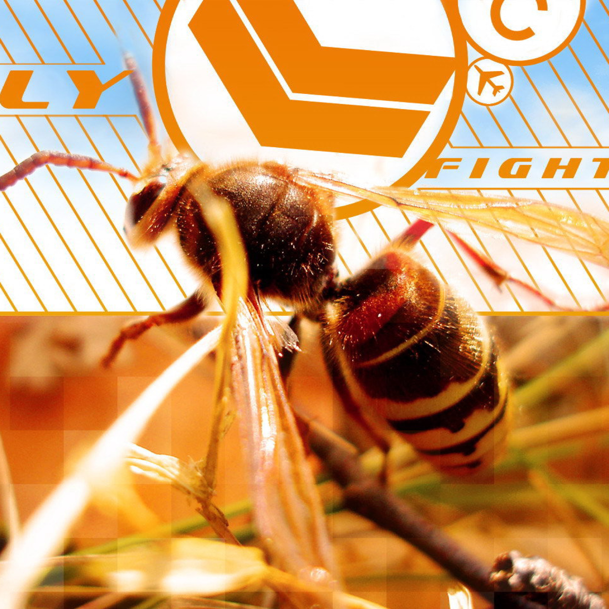 Bee wallpaper 2048x2048