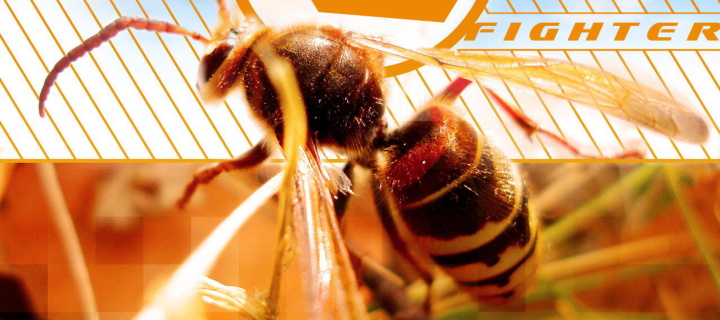 Das Bee Wallpaper 720x320