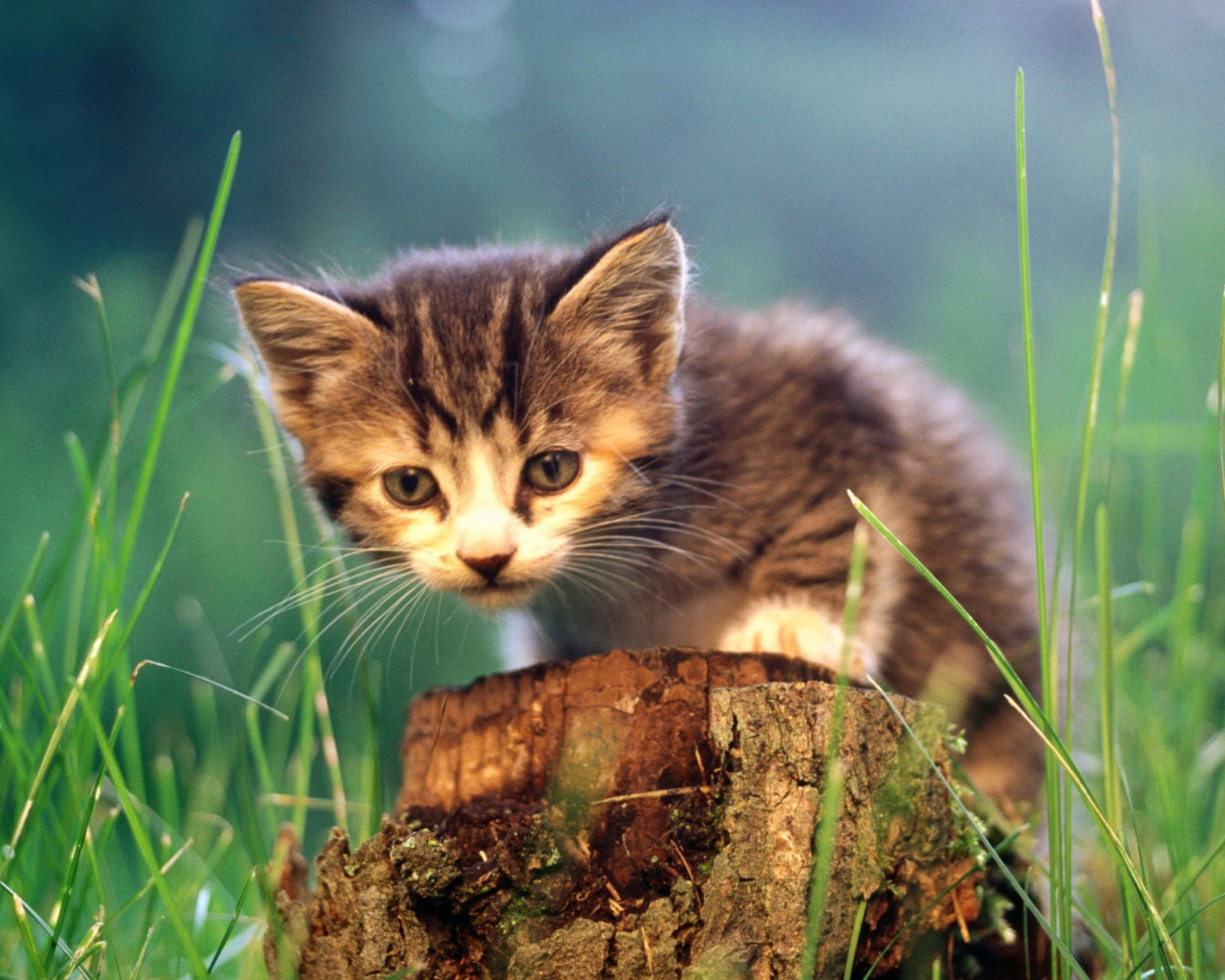 Little Cute Kitty screenshot #1 1600x1280