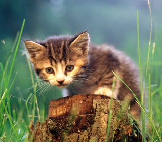 Little Cute Kitty - Obrázkek zdarma pro 1024x1024
