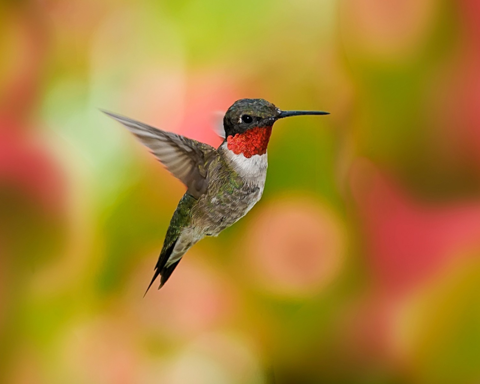 Screenshot №1 pro téma Humming Bird 1600x1280