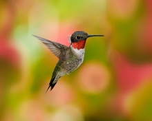 Screenshot №1 pro téma Humming Bird 220x176