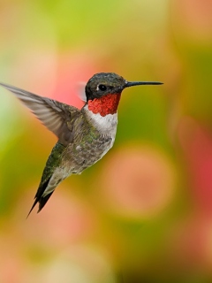 Humming Bird wallpaper 240x320