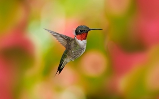 Humming Bird - Obrázkek zdarma pro 720x320