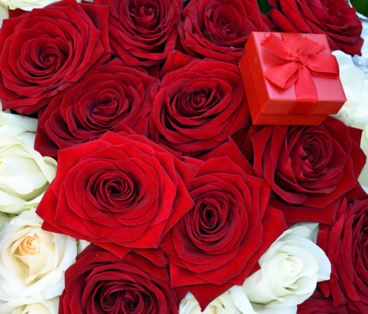 Das Roses for Propose Wallpaper 1200x1024