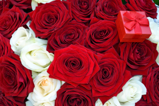Kostenloses Roses for Propose Wallpaper für Samsung Galaxy S4